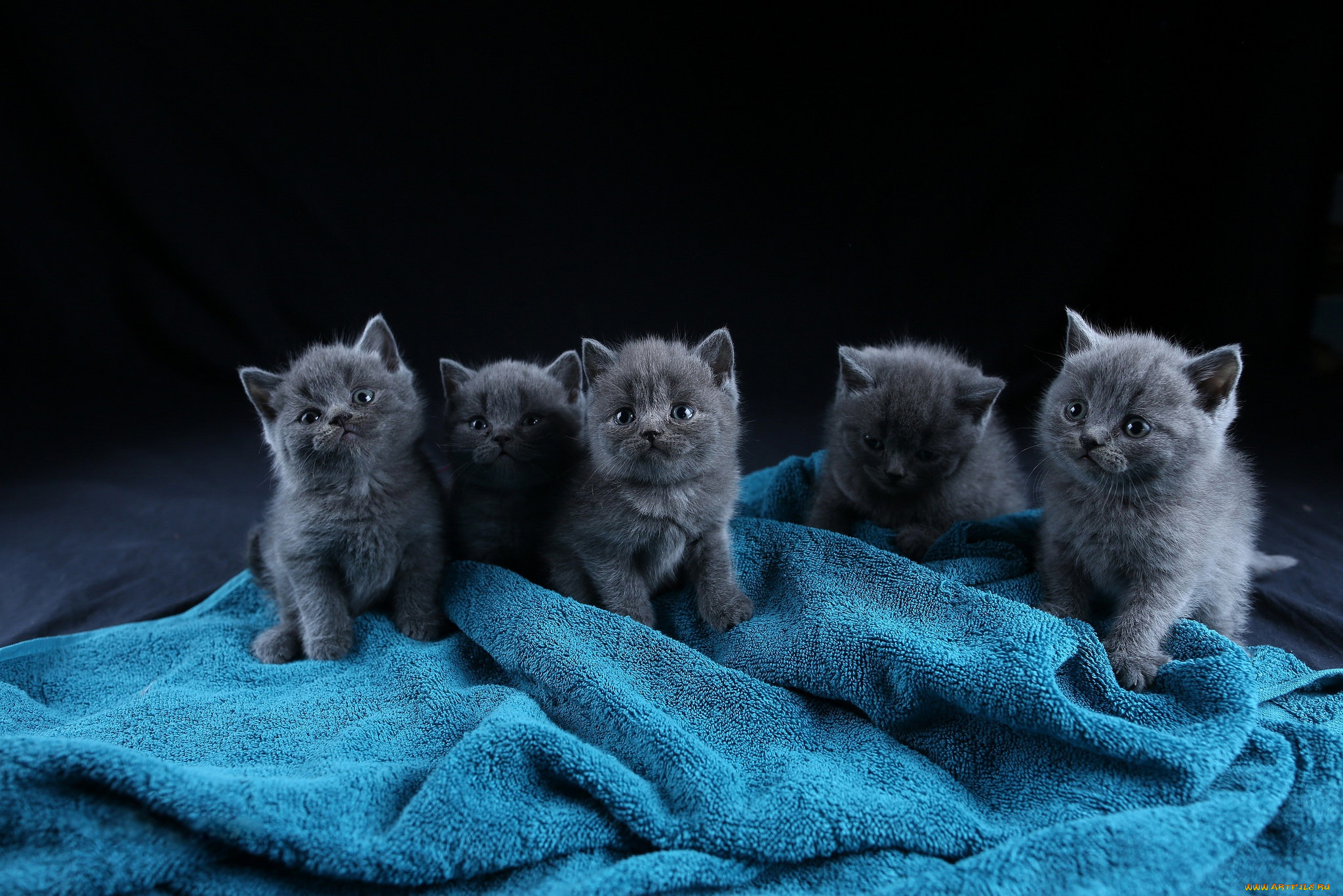 ��������, ����, ���, �����, ������